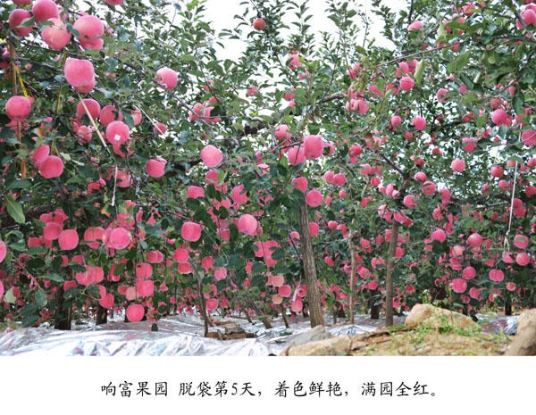 品种优势