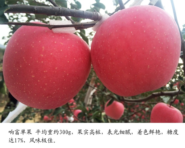 品种优势