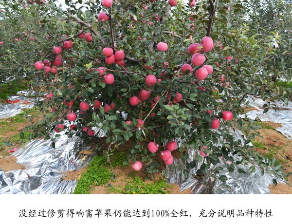 品种优势