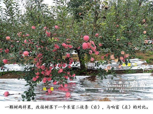 品种优势