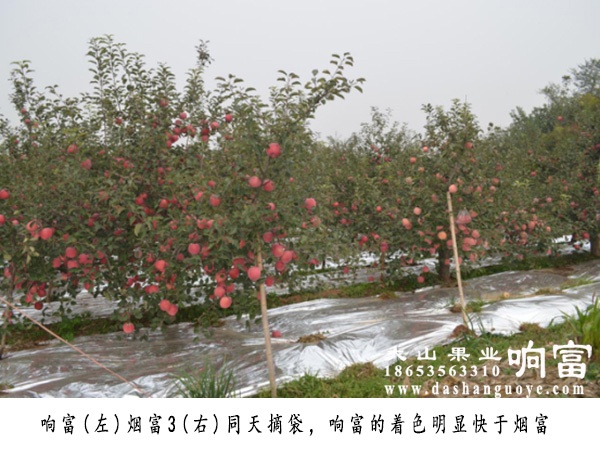 品种优势